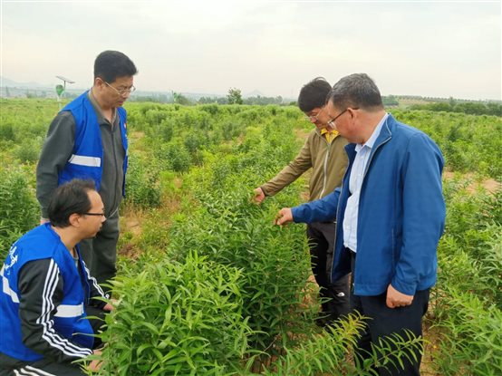 药材2.jpg